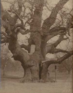 The Major Oak